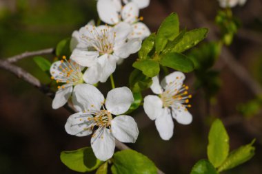 İlkbaharda parkta açan çalı dalı