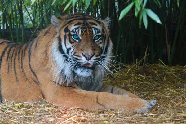 Тигр Красивыми Глазами Лежит Земле Внимательно Смотрит — стоковое фото