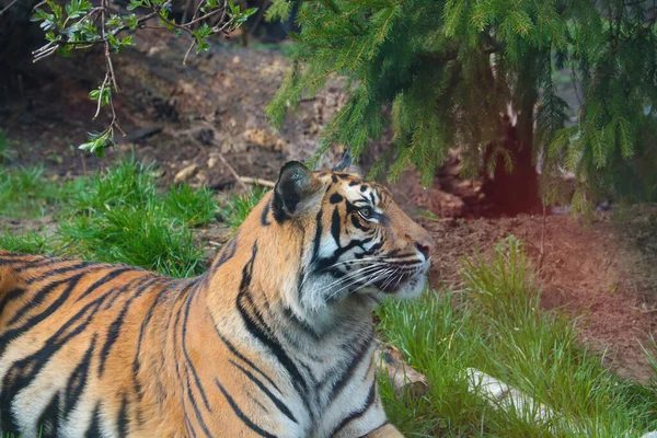 Närbild Tiger Som Ligger Marken — Stockfoto
