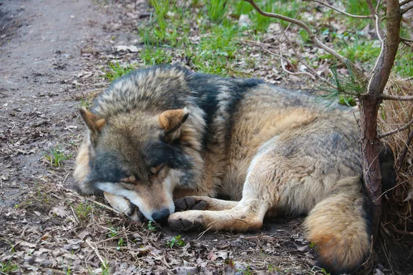 Lupo Adulto Dorme Sotto Albero Nella Foresta — Foto Stock