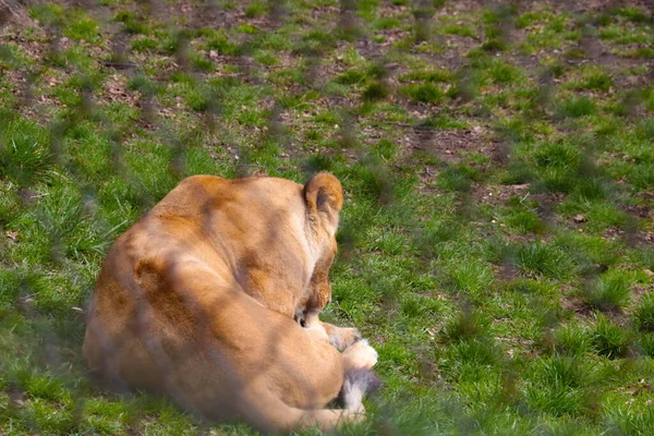 Молодая Львица Лежит Земле Облизывает Лапу — стоковое фото