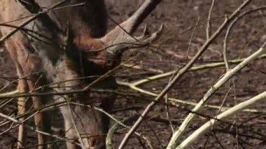 Ağaç dalları yiyen bir geyiğin yakın çekimi.