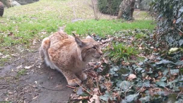 Primer Plano Lince Adulto Que Sienta Suelo — Vídeo de stock