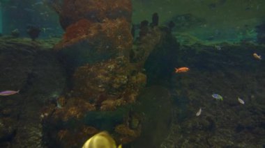 Küçük bir akvaryumda sualtı görüntüsü, çeşitli küçük balıklar yüzer.