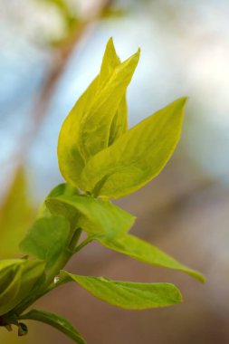 Baharda yeşil yapraklı genç bir dal açar.
