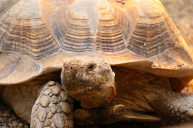 Yetişkin bir kaplumbağanın parktaki yakın çekimi.