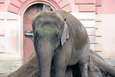 Parktaki yetişkin bir file yakından bakın.