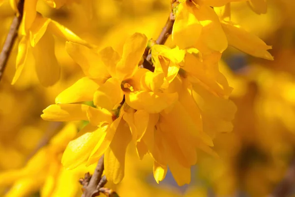 Nahaufnahme Blühender Forsythien Park Frühling — Stockfoto