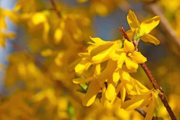 Nahaufnahme Blühender Forsythien Park Frühling — Stockfoto