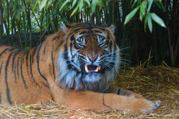 Крупним Планом Дорослому Тигрі Парку — стокове фото