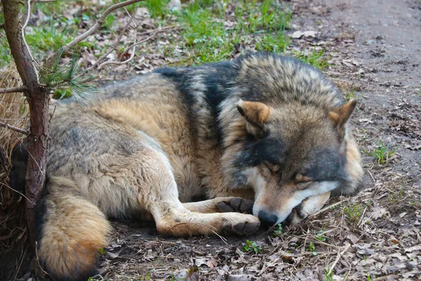 木の下の森の中で眠る狼の接近 — ストック写真