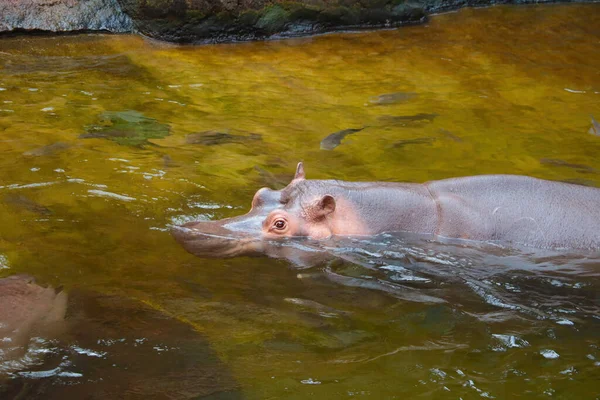 Close Hippo Swims Water — Stock Photo, Image