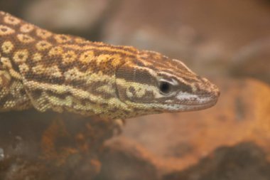 Güzel gri kertenkele parka yakın çekim