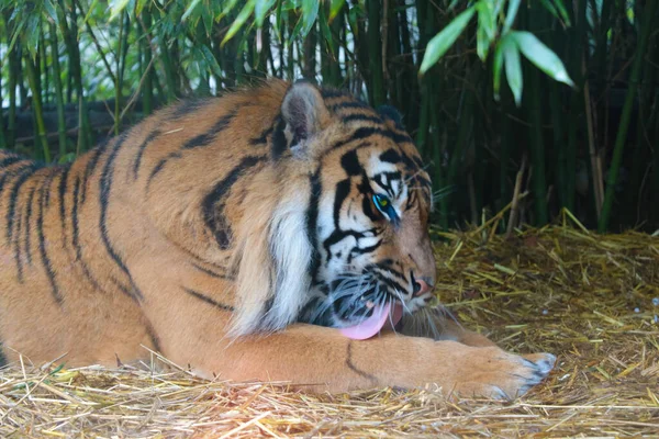 Beautiful Adult Tiger Washed Park — Stock Photo, Image