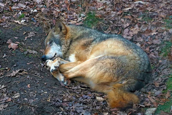 一只睡在森林里洞里的成年狼的特写 — 图库照片