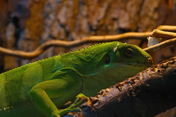 Zbliżenie Jaszczurkę Zielonym Brzuchem Gadów — Zdjęcie stockowe
