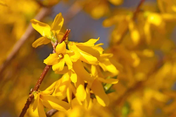 Nahaufnahme Einer Blühenden Gelben Forsythie Garten Eine Leuchtend Gelbe Trendfarbe — Stockfoto