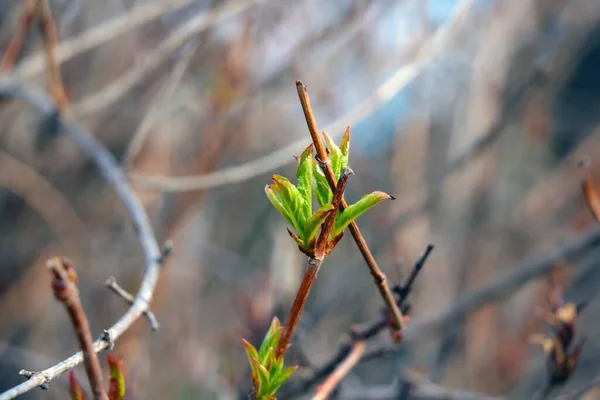 Primer Plano Una Rama Verde Joven Manzano Arbusto Que Florece — Foto de Stock