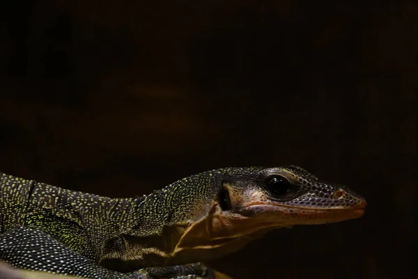 Gros Plan Sur Lézard Moniteur Qui Prélasse — Photo