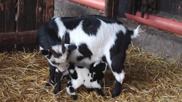 Aproape Miel Care Bea Lapte Mama Oile Mestecă Așteaptă Copilul — Videoclip de stoc