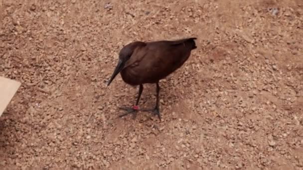 Närbild Vacker Liten Fågel Sanden — Stockvideo