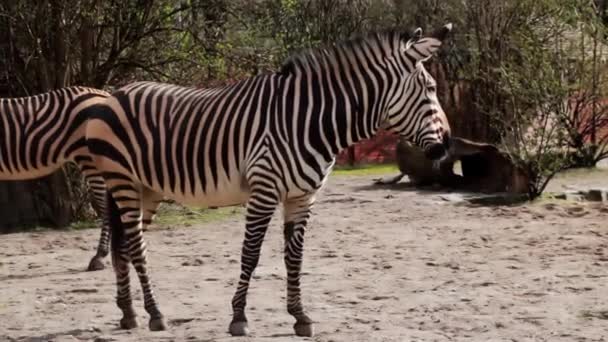 Close Uma Bela Zebra Que Vira Cabeça Olha Para Câmera — Vídeo de Stock
