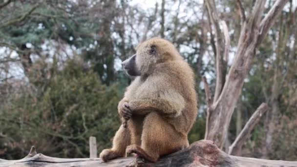 Nahaufnahme Eines Erwachsenen Affen Der Kaut — Stockvideo