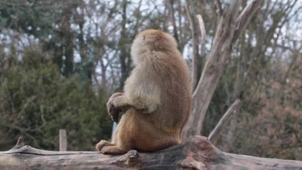 Monkey Sits Tree Trunk Looks — Stock Video