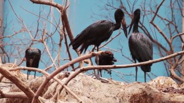 Birbirini gagalarıyla yakalayan büyük siyah kuşların görüntüsü