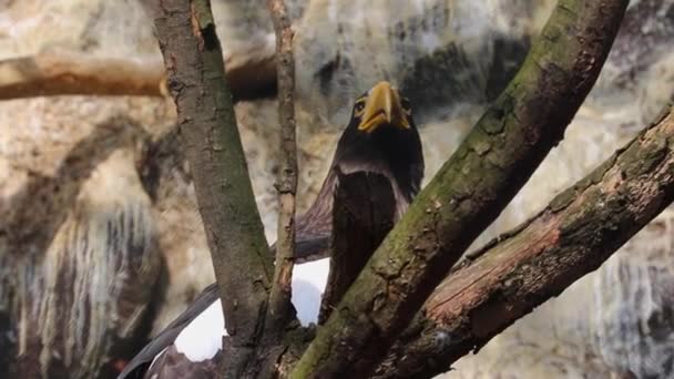 Închiderea Unui Vultur Care Stă Copac — Videoclip de stoc