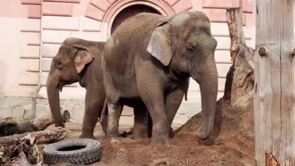 Κοντινό Πλάνο Δύο Ελέφαντες Στο Πάρκο — Αρχείο Βίντεο