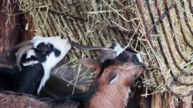 Saman yiyen bir koyuna yaklaş