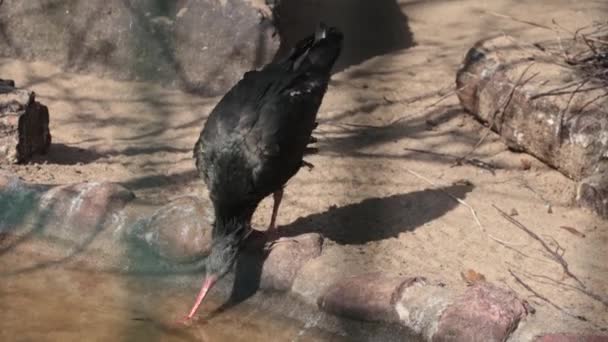 Svart Fågel Med Långa Näbbar Dricker Vatten Från Sjön — Stockvideo