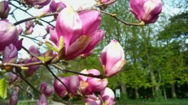 Güneşli bir günde, baharda parkta çiçek açan manolya.