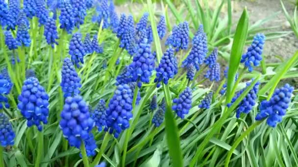 Liriope Spicata Fleurs Éclatantes Dans Jardin Printemps — Video