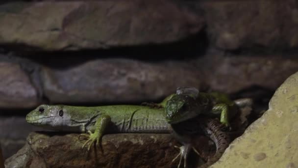 Gros Plan Sur Deux Lézards Verts Dans Parc — Video