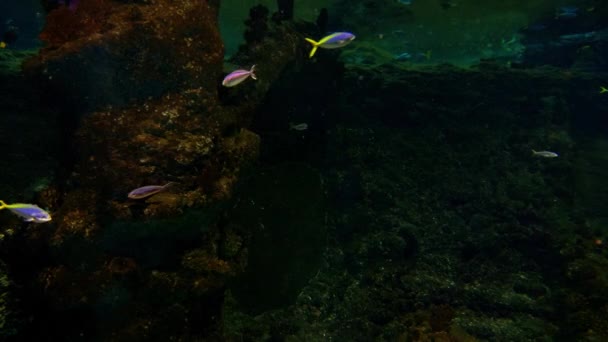 水族館では さまざまなサイズのカラフルな魚が泳いでいます — ストック動画