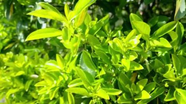 Bahar ya da yaz aylarında parkta genç yeşil çalılar