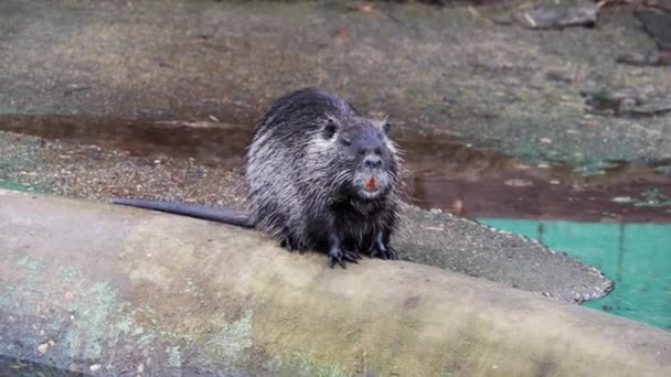 Primo Piano Una Lontra Nutria Vicino Uno Stagno — Video Stock