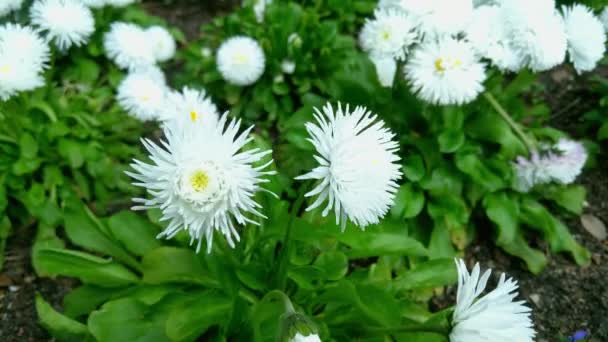 Białe Kwitnące Kwiaty Ogrodzie Lub Parku Wiosną — Wideo stockowe