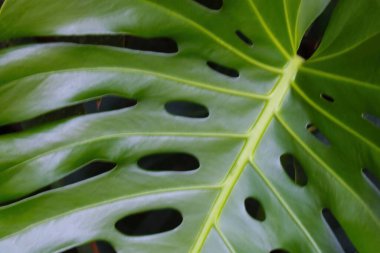 Tropikal bitkinin güzel yeşil yaprağı, arka plan