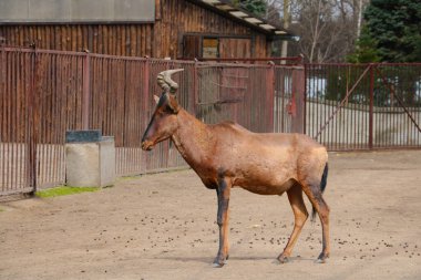 Parkta yetişkin bir antilobun yakın çekimi.