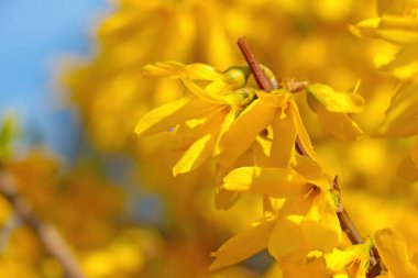 Baharda bir bahçede ya da parkta çiçek açan ağaçlara yakın çekim
