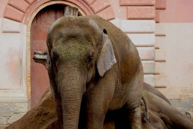 Parktaki yetişkin bir file yakından bakın.