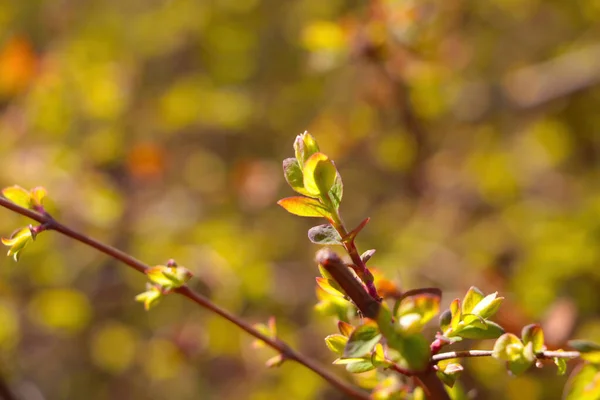Las Hojas Verdes Sobre Rama Del Arbusto Primavera —  Fotos de Stock