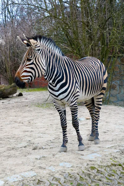 Beau Jeune Zèbre Gros Plan Dans Parc — Photo