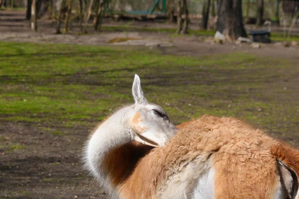 Yetişkin Lama Geri Döndü Parktaki Hayvanlar — Stok fotoğraf