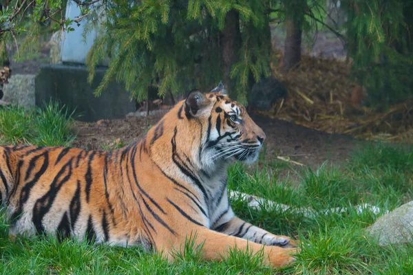 Egy Gyönyörű Nagy Tigris Fekszik Parkban Fűben — Stock Fotó