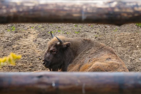 Ein Großer Wisent Liegt Mit Geschlossenen Augen Auf Dem Boden — Stockfoto