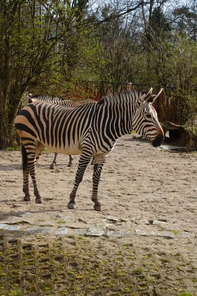 Bonita Jovem Zebra Close Parque — Fotografia de Stock